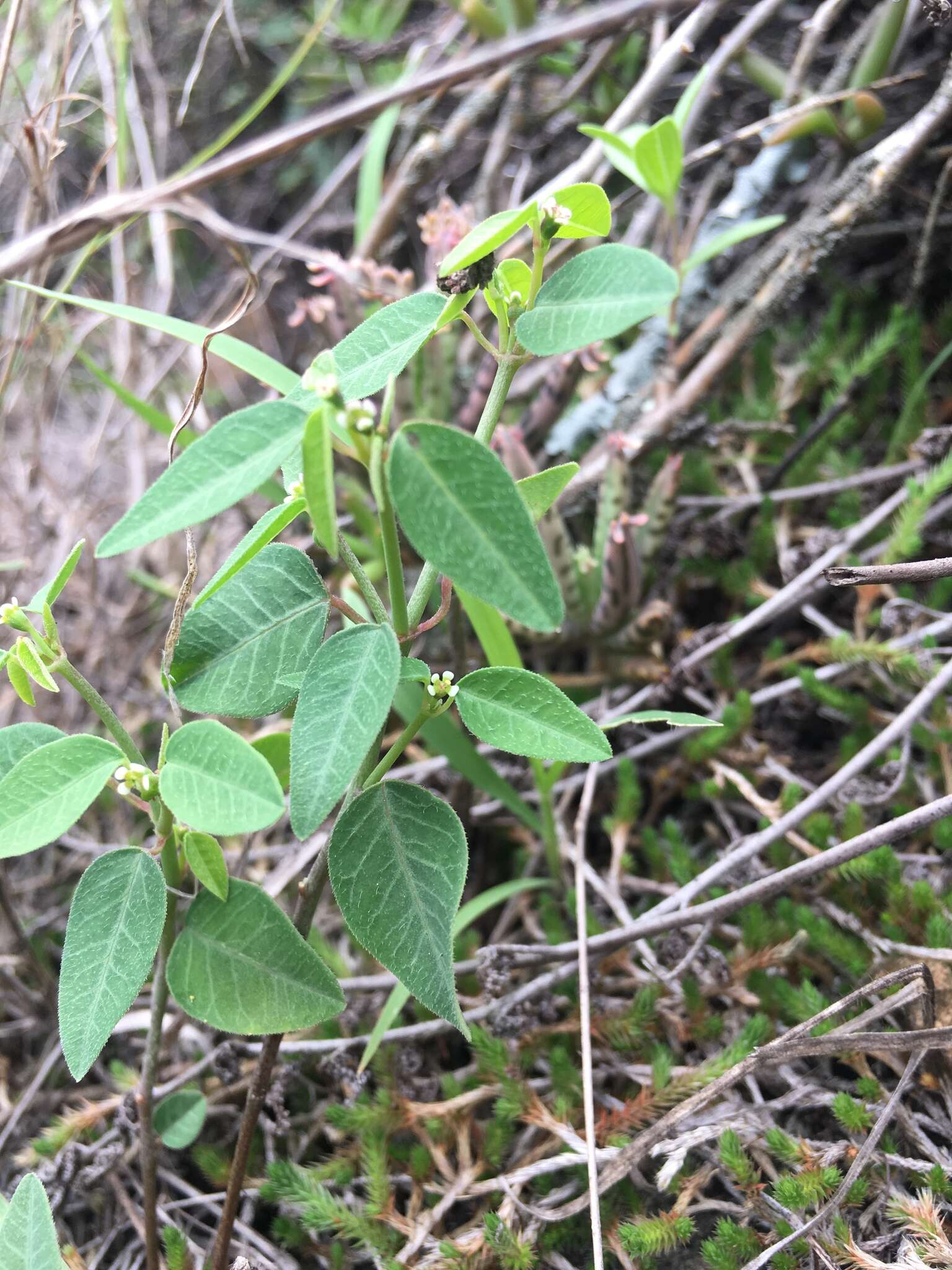 Image of Huachuca Mountain spurge