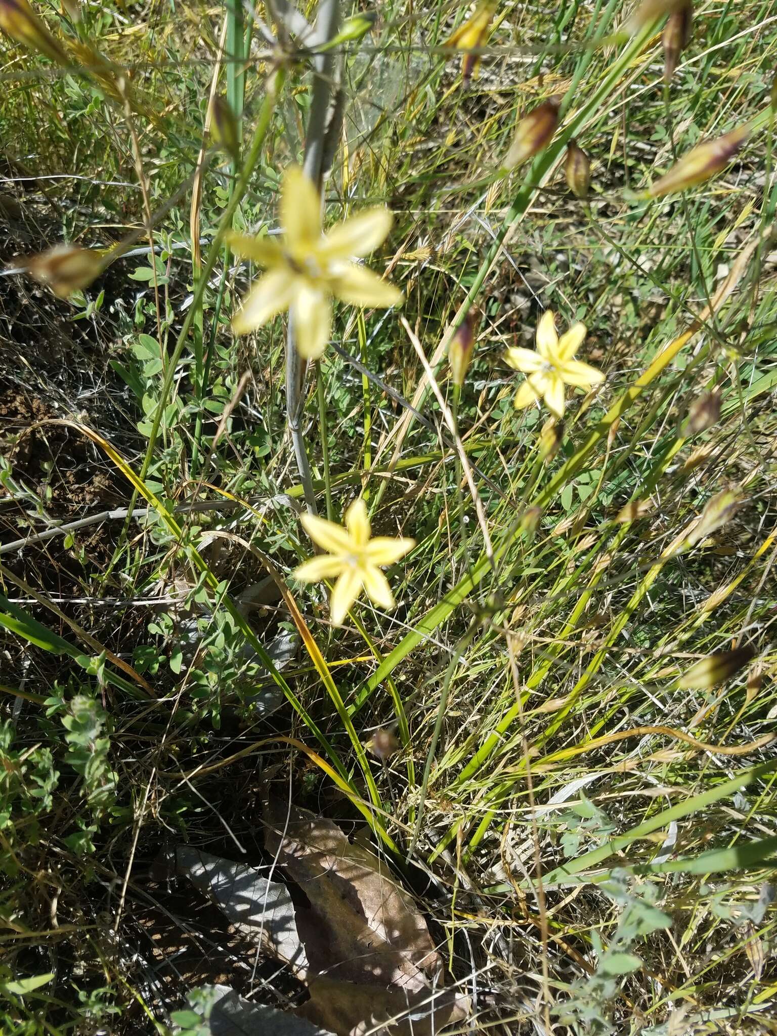 Sivun Triteleia ixioides subsp. cookii (Hoover) L. W. Lenz kuva