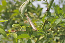 Image of Mantis