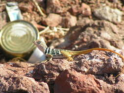 Image de Crotaphytus dickersonae Schmidt 1922