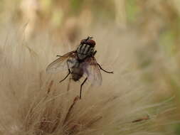 Image of Blaesoxipha plumicornis (Zetterstedt 1859)