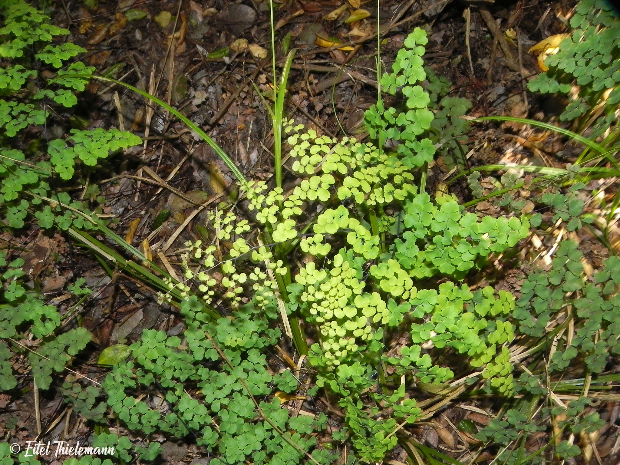 Adiantum chilense Kaulf.的圖片