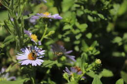 Image of Nomada suavis Cresson 1878