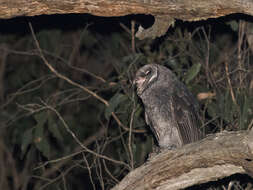 Plancia ëd Tyto tenebricosa (Gould 1845)