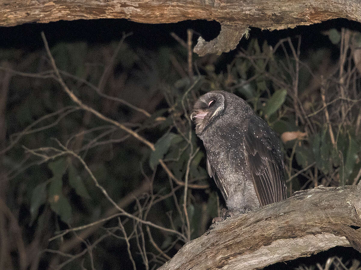 Plancia ëd Tyto tenebricosa (Gould 1845)