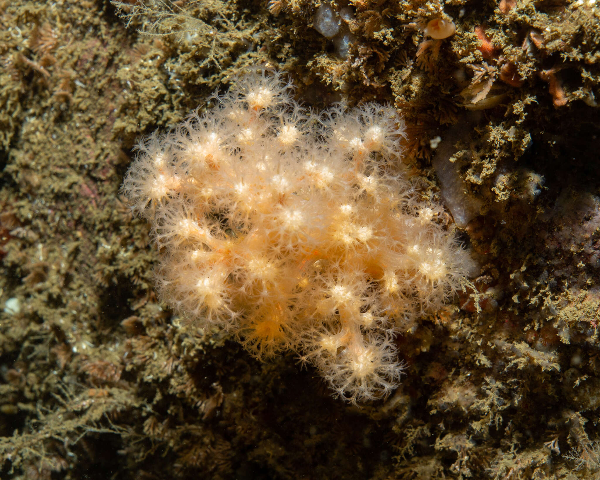 Image of Sea Strawberry