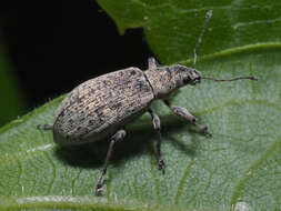 Polydrusus (Eurodrusus) cervinus (Linnaeus 1758) resmi