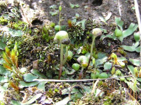 Image of Mannia androgyna (L.) A. Evans