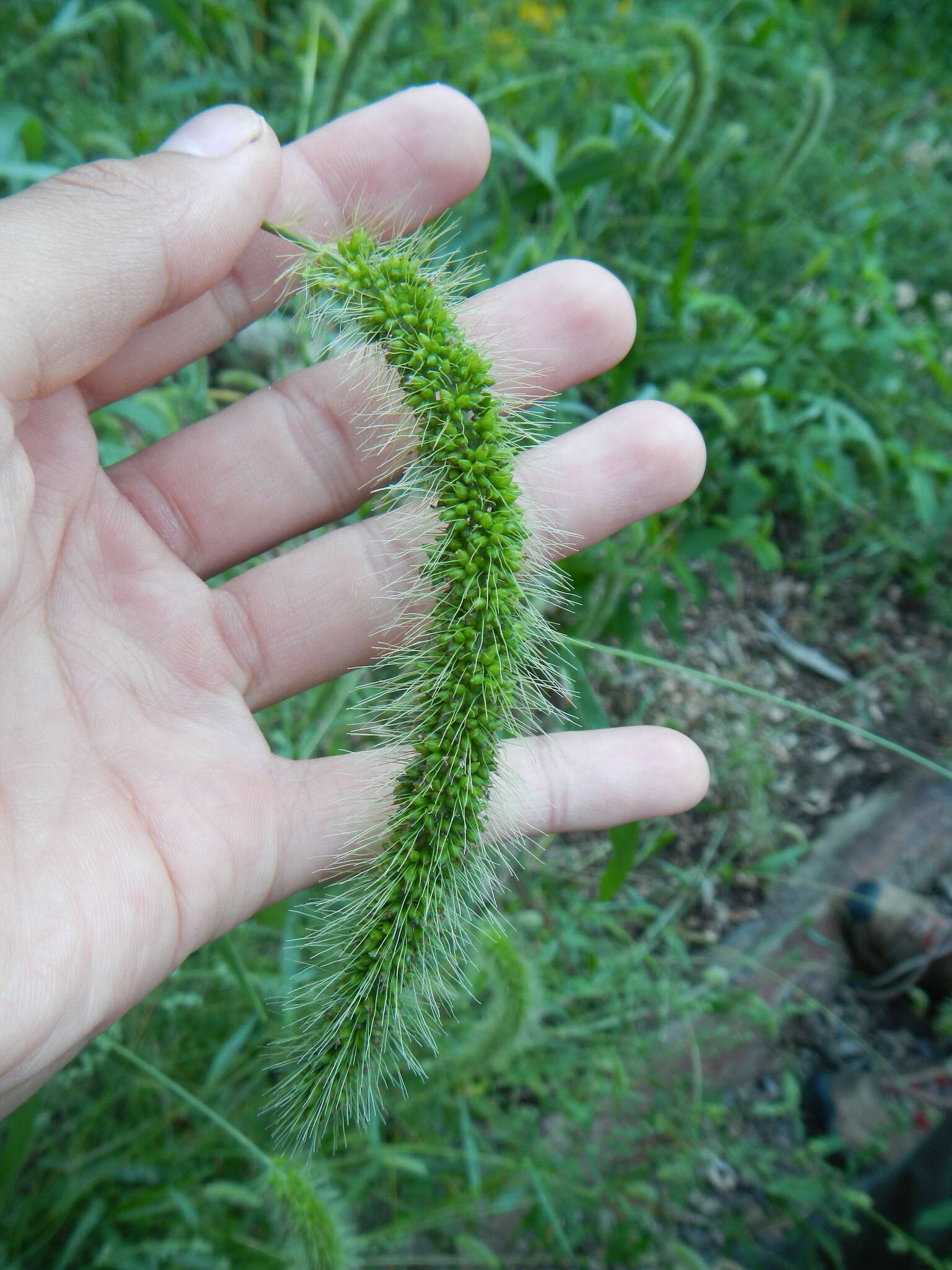 Image of Japanese bristlegrass