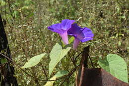 Image of Ipomoea variabilis (Schltdl & Cham.) Choisy