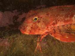 Chelidonichthys capensis (Cuvier 1829) resmi