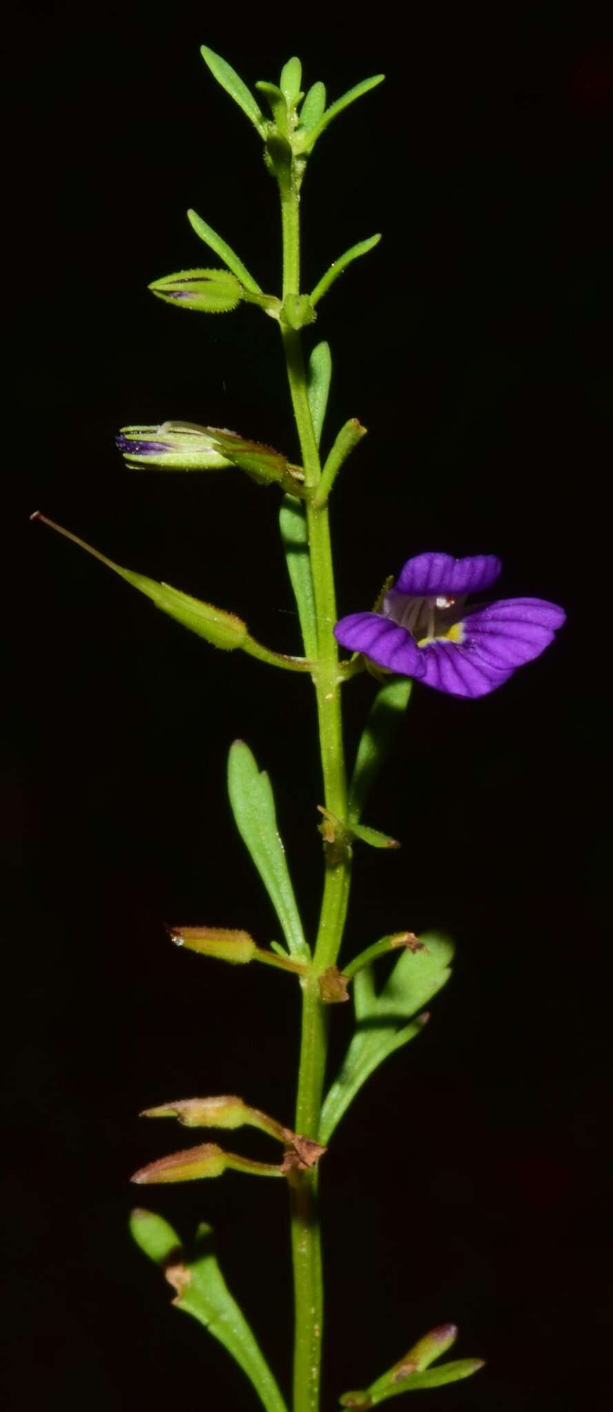 Image of Schistophragma mexicanum Endl. ex D. Dietr.