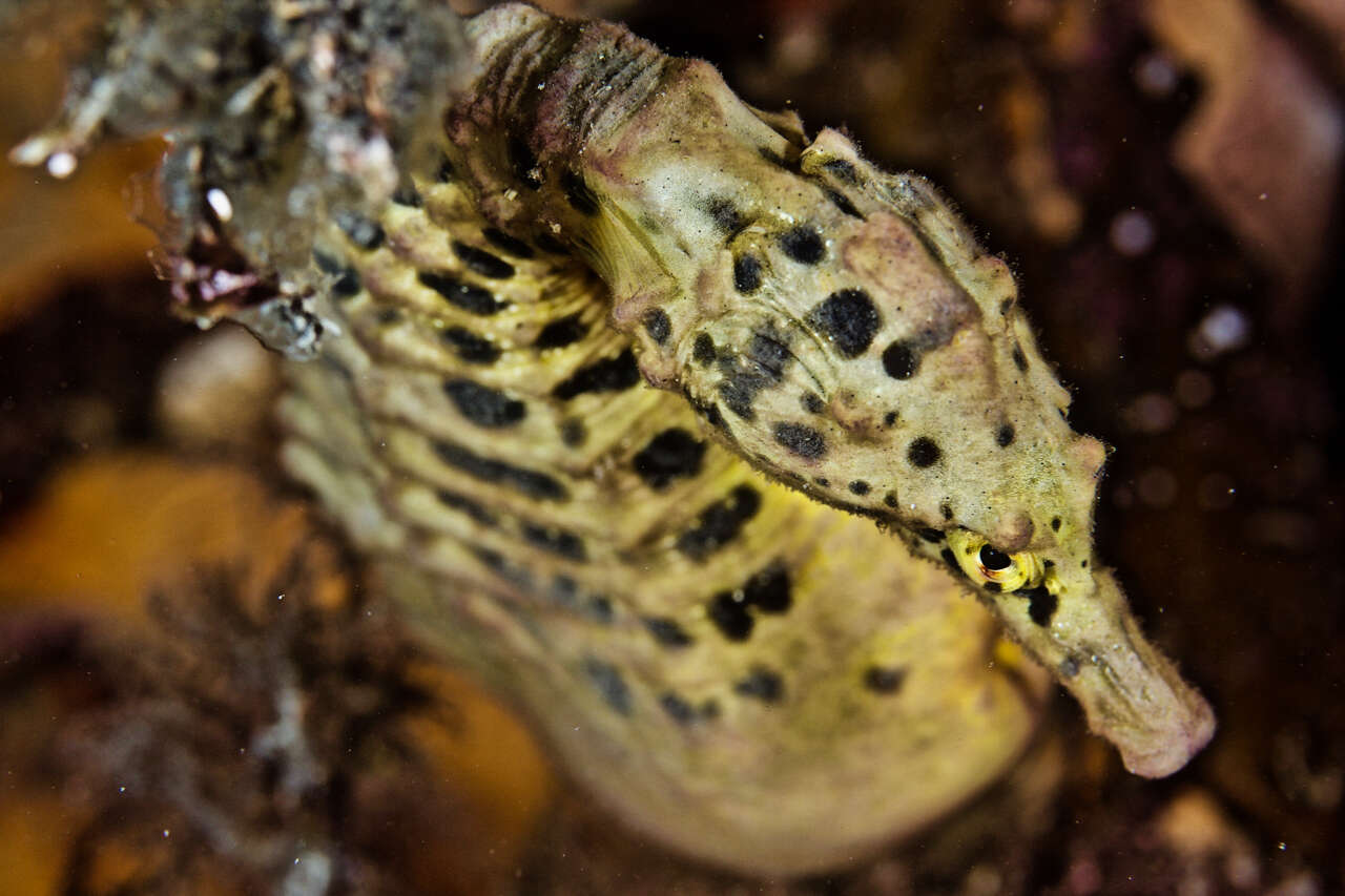 Image of Big-belly Seahorse