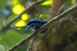 Image of Purplish Jacamar