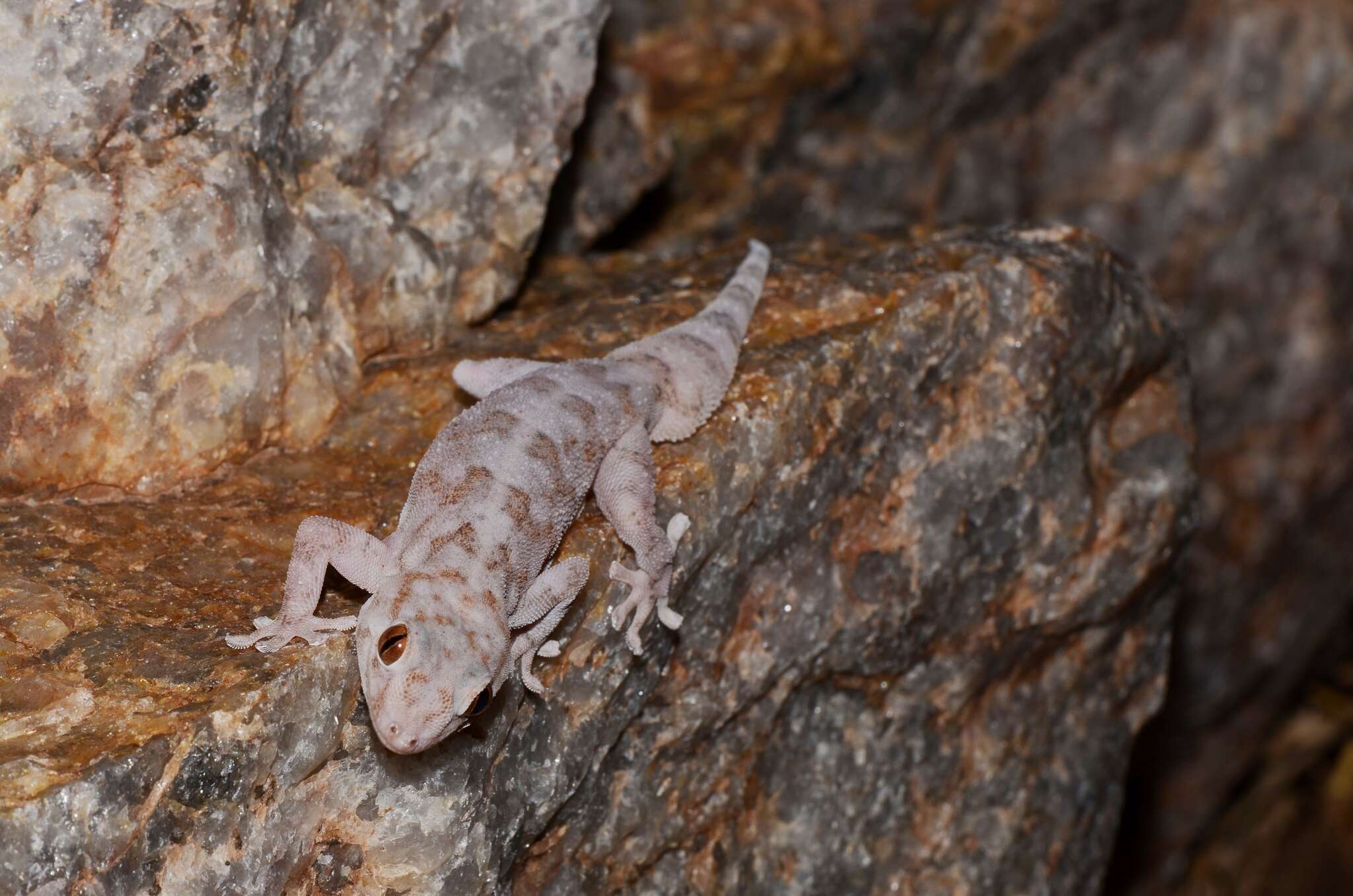 Image of Pachydactylus haackei Branch, Bauer & Good 1996