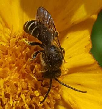 Image of Orange-legged furrow bee