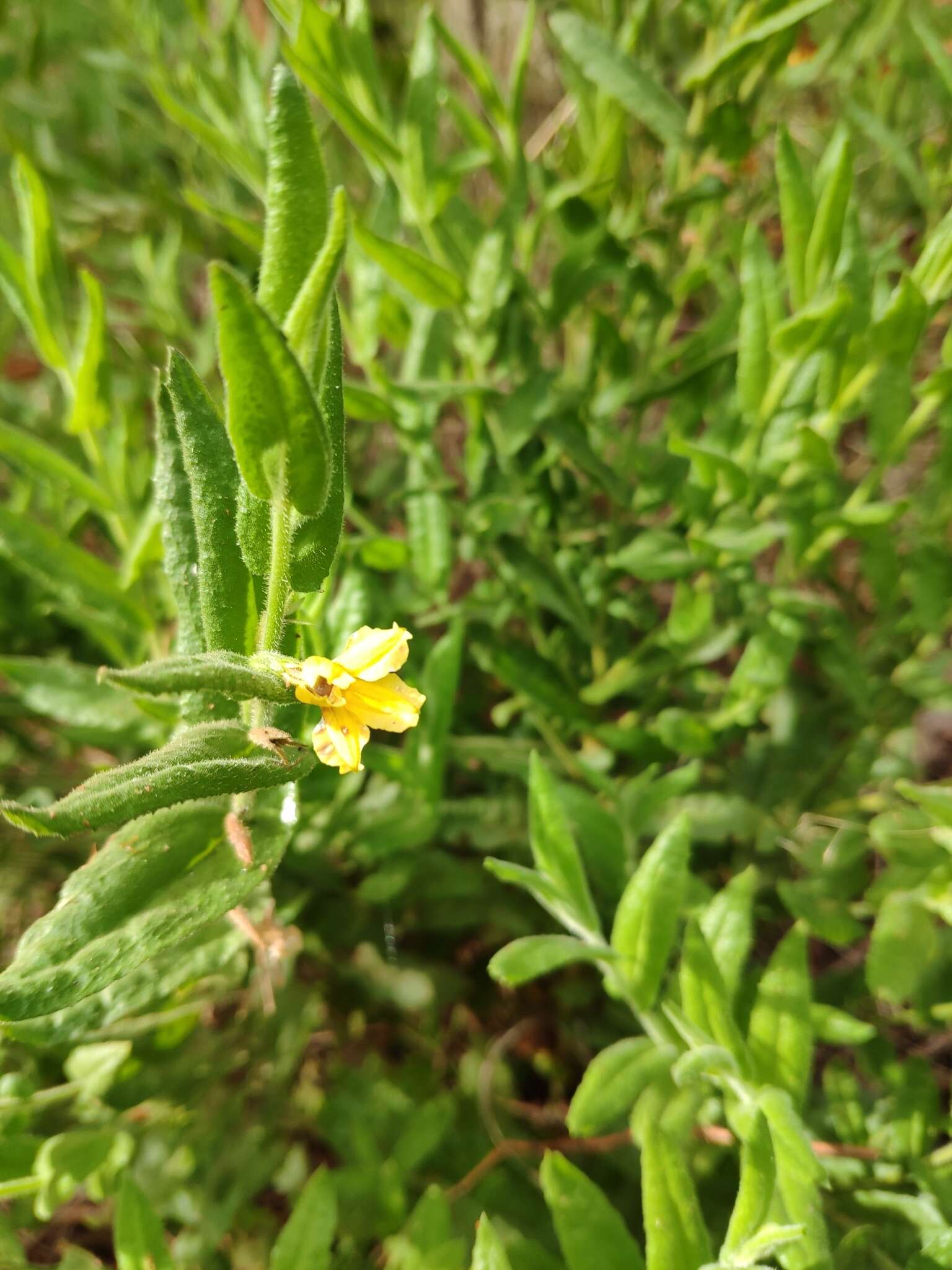 Image of Goodenia amplexans F. Müll.