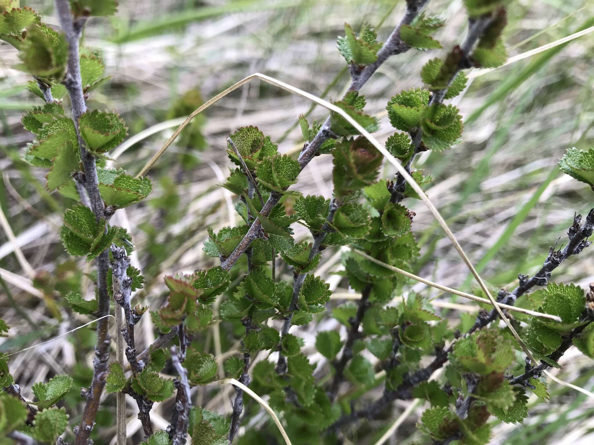 Image of Newfoundland dwarf birch