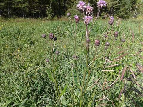 Image de Cirsium arvense var. integrifolium Wimmer & Grabowski