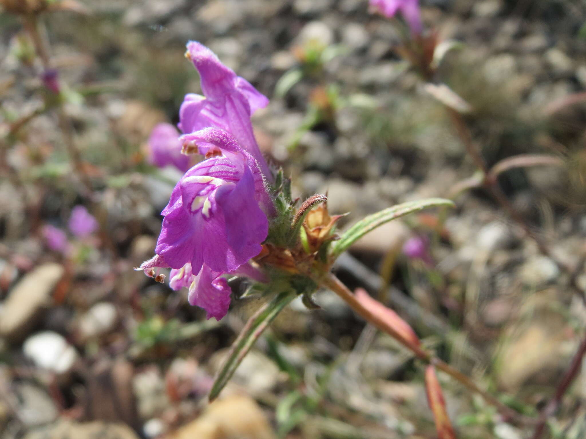 Imagem de Galeopsis angustifolia Ehrh. ex Hoffm.