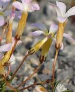 Sivun Oxalis leptogramma Salter kuva