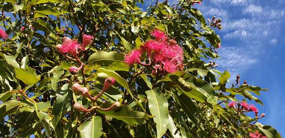 Image of Corymbia ptychocarpa (F. Müll.) K. D. Hill & L. A. S. Johnson