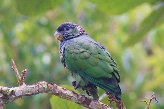 Pionus maximiliani (Kuhl 1820)的圖片