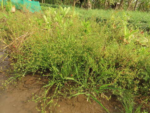 Image of Juncus prismatocarpus subsp. leschenaultii (Gay ex Laharpe) Kirschner