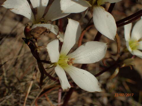 Image of Gentianella stellata Glenny