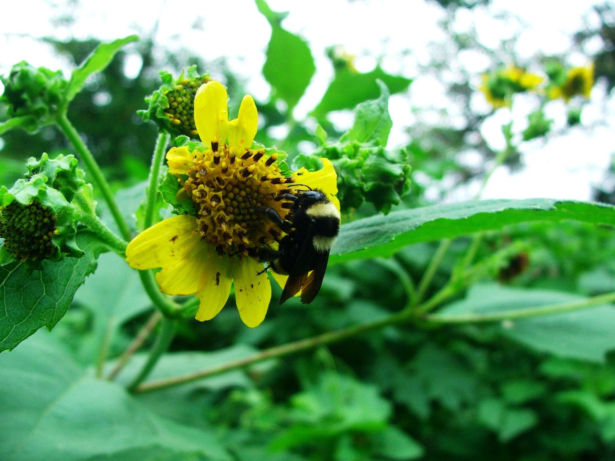 Image de Bombus medius Cresson 1864