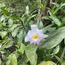 صورة Sobralia powellii Schltr.