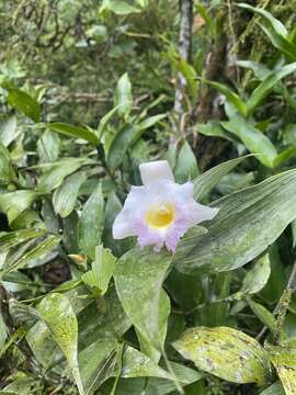 صورة Sobralia powellii Schltr.