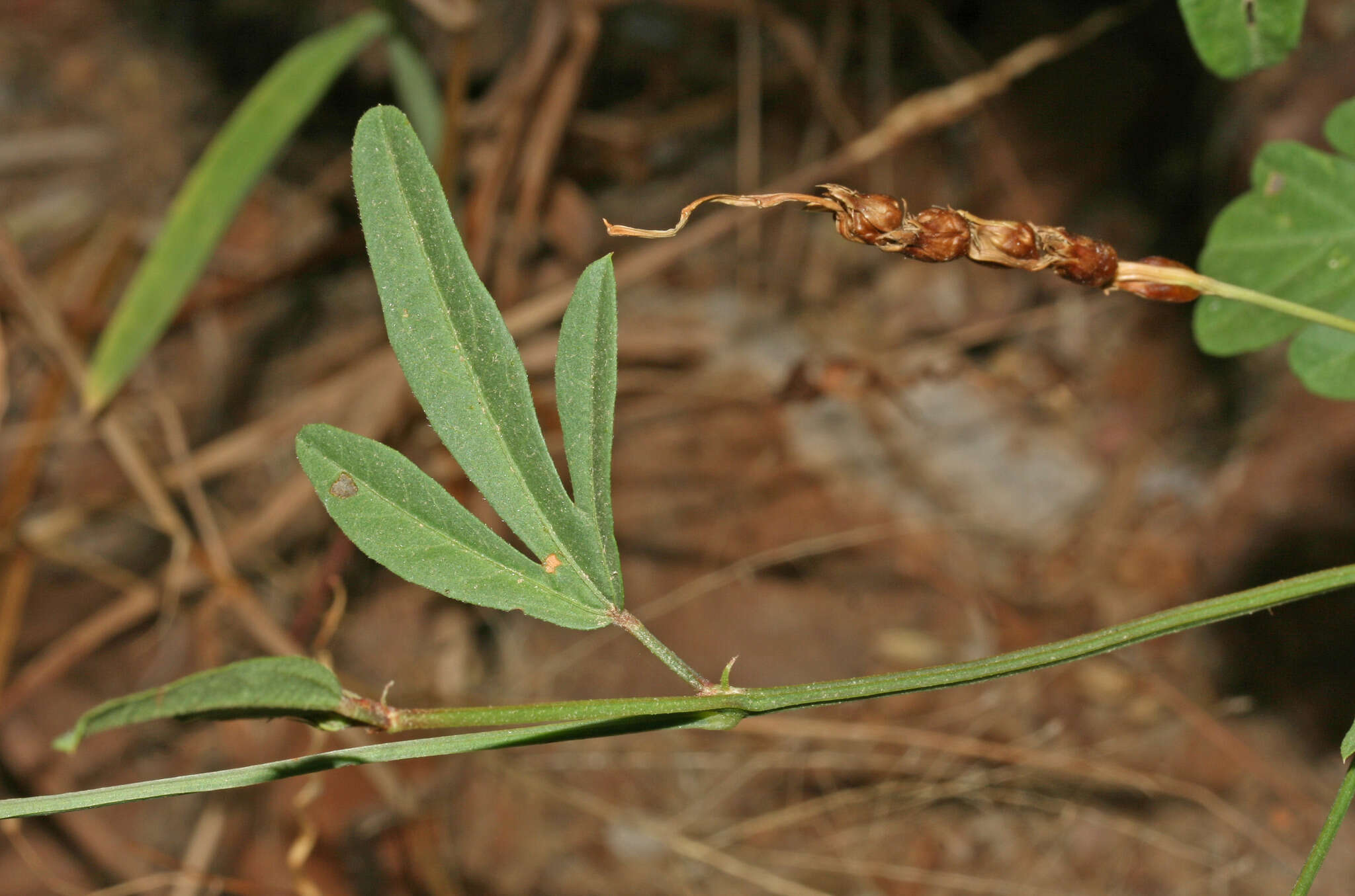 Image of Cienfuegosia tripartita (Kunth) Gürke
