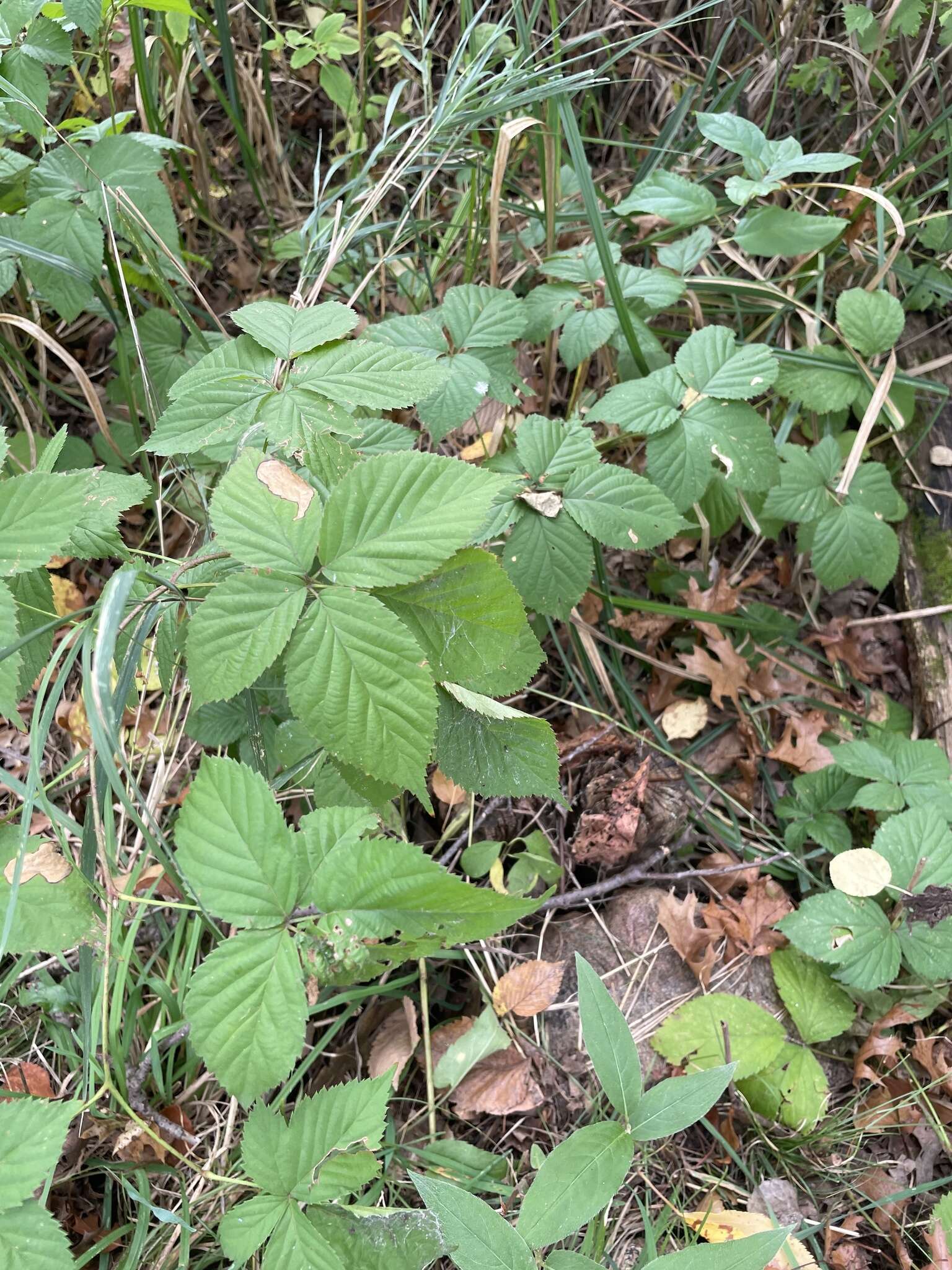 Image of Wisconsin blackberry