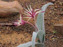 Image of Ornithoglossum undulatum Sweet