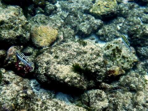 Image of Black-and-white monocle bream