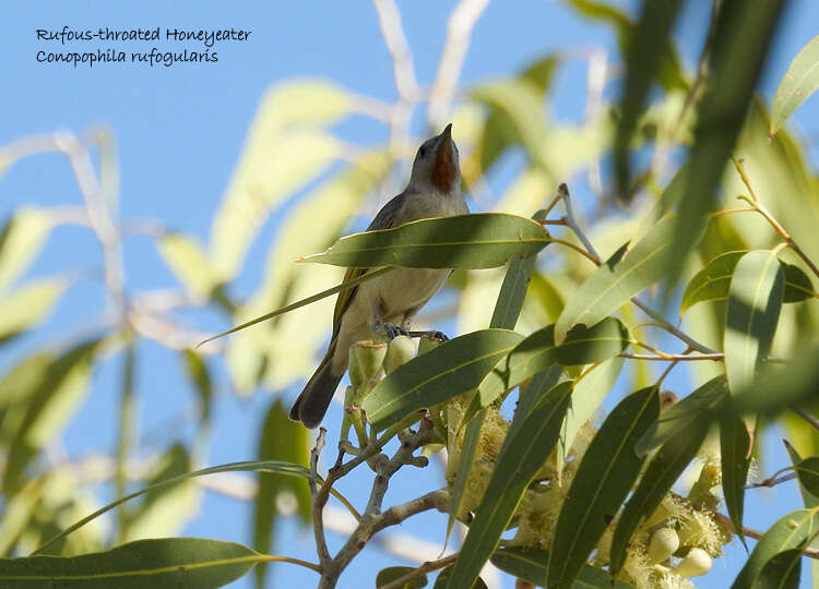 Imagem de Conopophila rufogularis (Gould 1843)