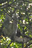 Image of Brown-throated Three-toed Sloth