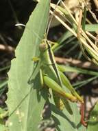 Heteracris pterosticha (Fischer von Waldheim 1833)的圖片