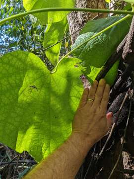 Image of Legnephora moorei (F. Müll.) Miers