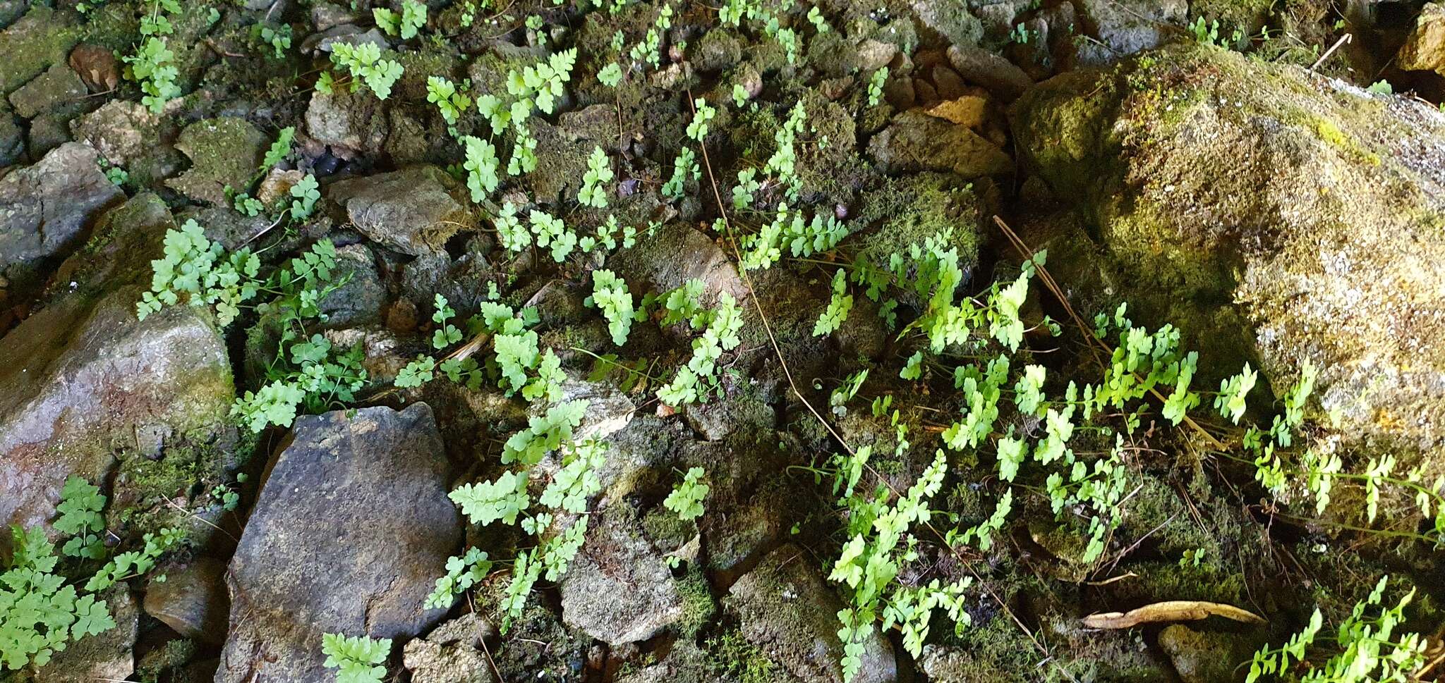 Image of Cystopteris tasmanica Hook.