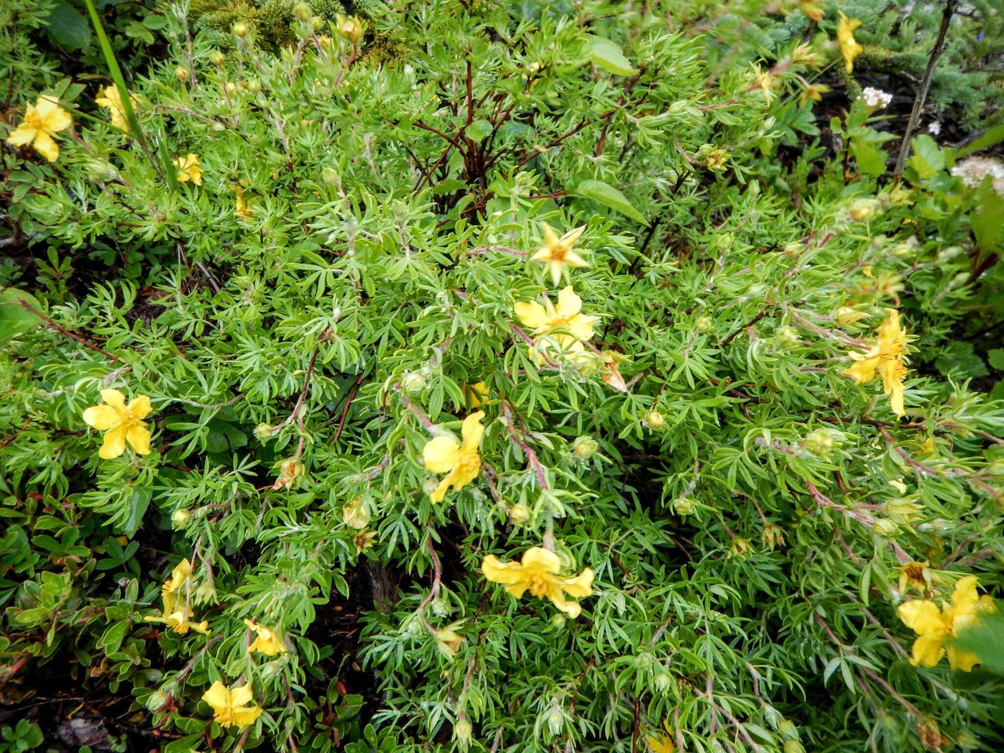 Image of Dasiphora fruticosa (L.) Rydb.