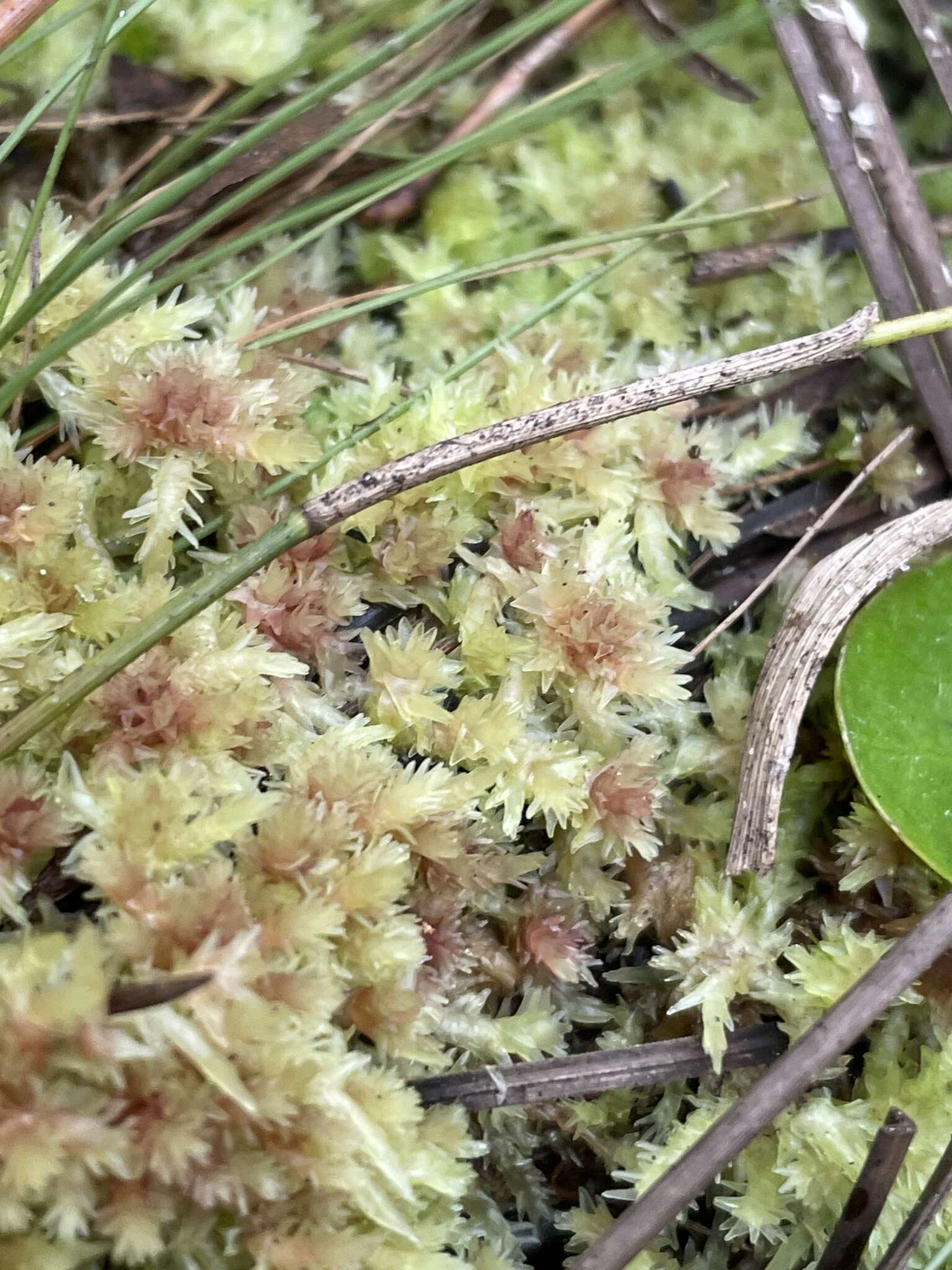 Image of blushing bog-moss