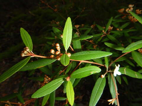 Image de Phebalium woombye (Bailey) Domin