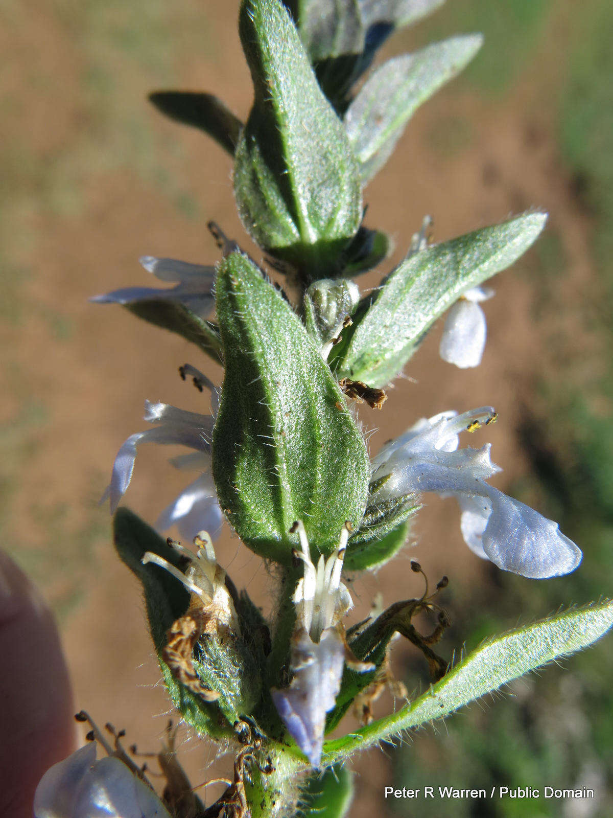 Image of Bugle plant