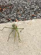 Image of Chinese mantis