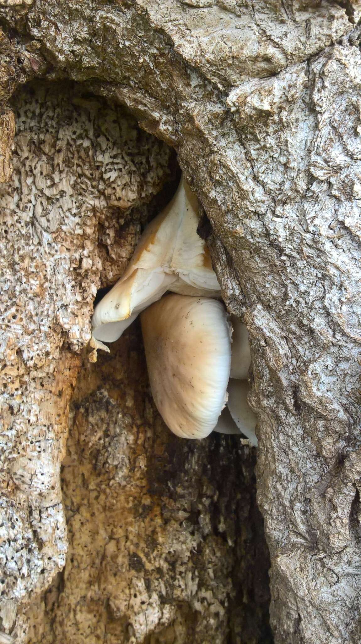 Image of Cyclocybe aegerita (V. Brig.) Vizzini 2014