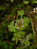 Image of Saxifraga strigosa Wall.