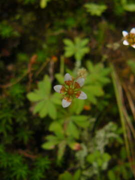 Saxifraga strigosa Wall.的圖片