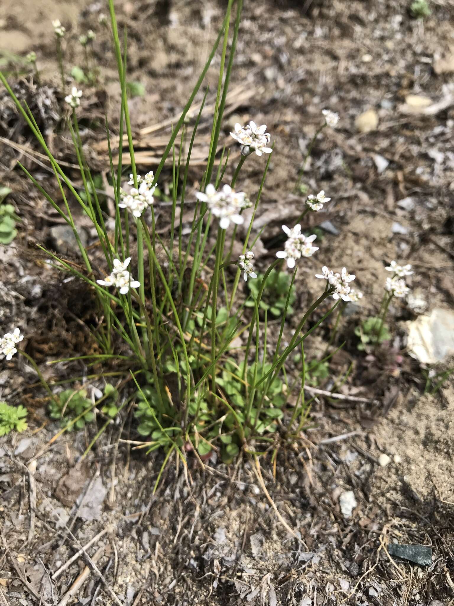 Image de Teesdalia nudicaulis (L.) W. T. Aiton